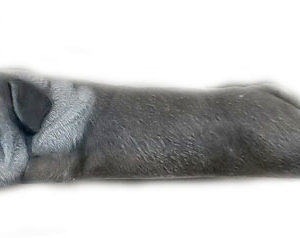 Liggande bulldog