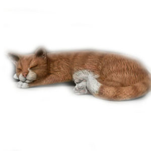 Sovande katt